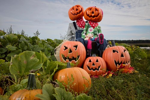 Craigies Pumpkin Farm